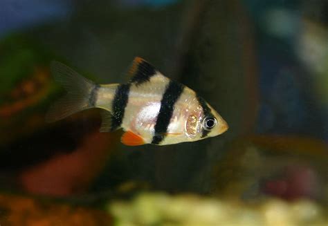 Tiger Barb Care Guide Diet Tank And Breeding Fishkeeping Advice