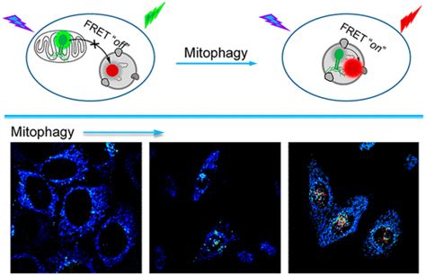 Monitoring Mitophagy Via The FRET Mechanism Visualizing Mitochondria