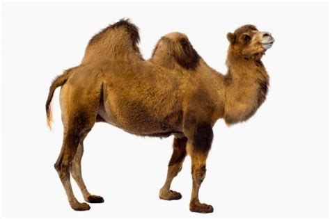SabÍas Que Los Camellos ~ Con Ciencia