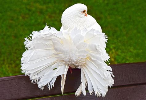 Bright White Dove Of Peacock Stock Image Image Of Peacock Smart