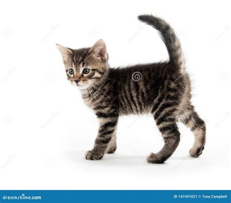 Tabby Cat On White Background Stock Image Image Of Background Tabby