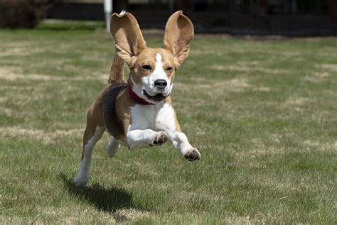 How To Identify A Purebred Beagle Loving Beagle