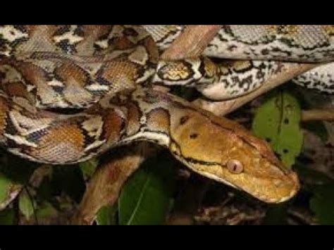 Ular sawah adalah ular pembawa rejeki, jika melangkahinya berarti anda akan melewatkan rejeki yang melimpah. Besar Perut Ular Sawa - YouTube