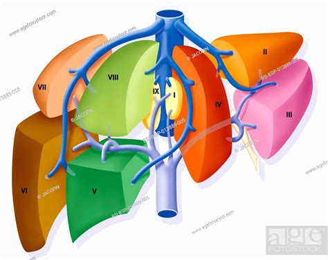 Illustration Of Couinaud Liver Segmentation The Liver Is Divided Into