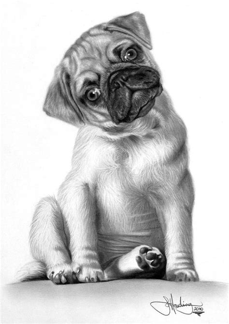 Perros Dibujados A Lapiz Dibujo A Lápiz Del Perro Sobre Un Fondo