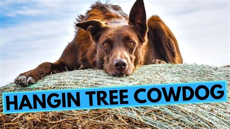 Hangin Tree Cowdog Top 10 Interesting Facts Youtube