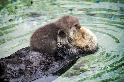 Baby Otter Pup Falling Asleep On Its Floating Mothers Belly Is The
