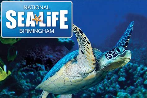 Chipper Club Win The Chance To Feed A Giant Sea Turtle At