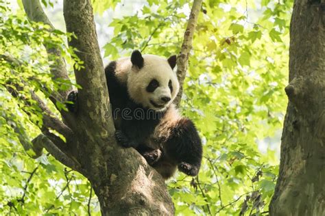 Giant Panda Over The Tree Stock Photo Image Of China 181844260