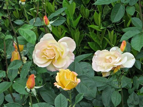 Oregold Roses In A Napa Valley Garden Beautiful Flowers Flower