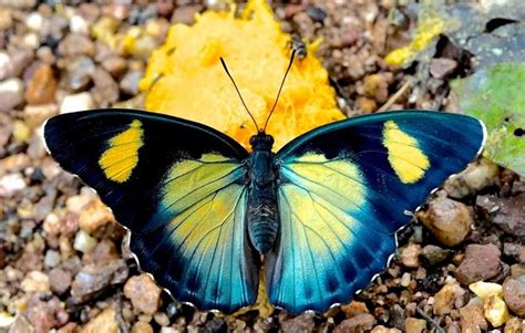 Les 20 Plus Beaux Papillons Du Monde