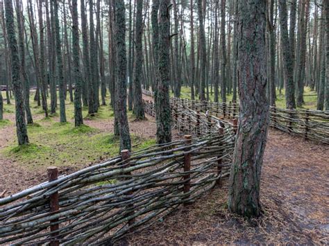 Landscape With A Beautiful Pine Forest A Central Wooden Fence