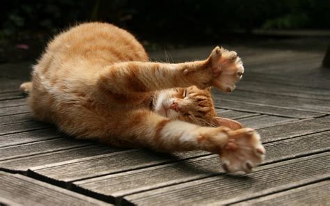 720p Free Download Yawningcat Yawning Cat Orange Animal Hd