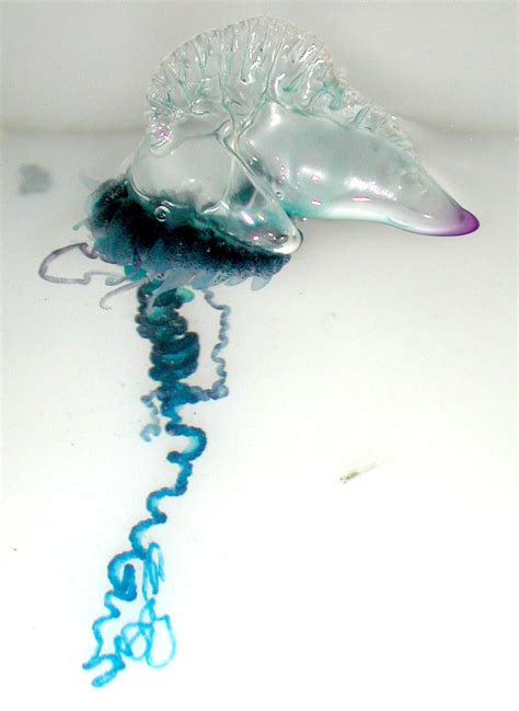 It doesn't have a brain, and it can't swim. Portuguese man o' war - Wikipedia