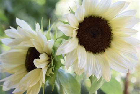 Procut White Nite Sunflower Premium Garden Seeds Hoss Tools