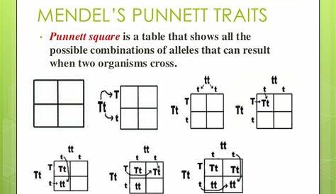 Mendel Punnett Square Worksheet