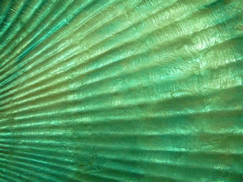 Seashell Mermaid Texture Stock By Enchantedgal Stock On Deviantart