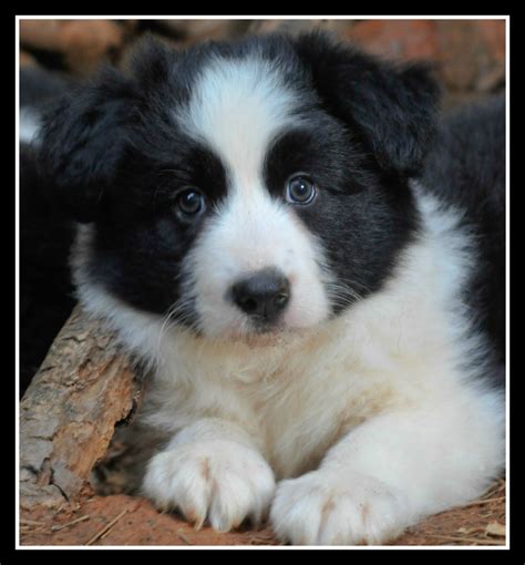 Pictures Of Puppies 45 Free Cute Border Collie Puppy Images Hubpages