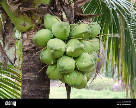 Coconut Tree Nuts Hi Res Stock Photography And Images Alamy