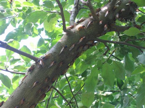 December 5, 2010 | history. Cicadas in the Apple Tree | The 2004 emergence of Brood X ...