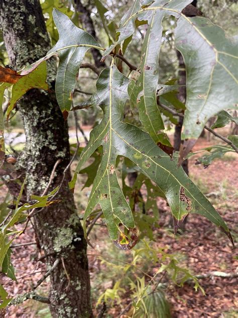 Turkey Oak Quercus Laevis Fagaceae Flickr