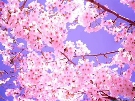 Cherry Blossom Wallpaper 06782 Baltana