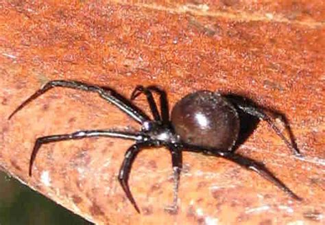 Black widows do not typically bite humans unless disturbed or provoked. Spider categorized species photos - PEST CONTROL CANADA