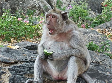 Wild Macaque Monkey Thailand Photograph By Alan Gregory Pixels