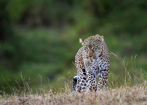 Leopard Photograph By Vicki Jauron Fine Art America