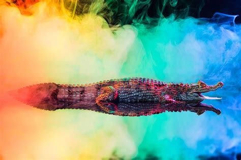 Rainbow Colored Caiman Photography Animal Wallpaper Fine Art