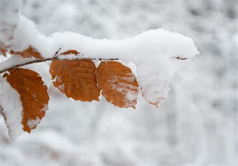 Free Photo Beech Leaves In The Snow