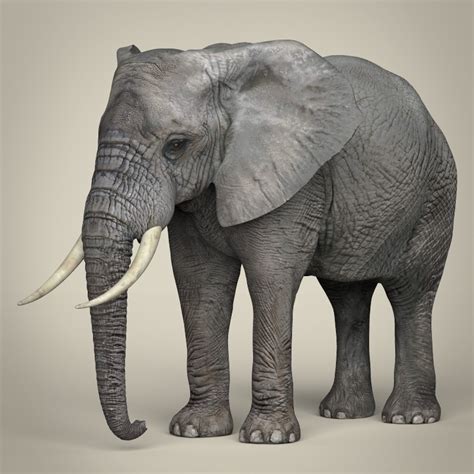 Realistic Asian Elephant 3d Model