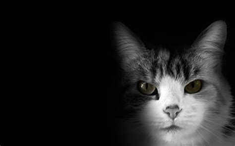 Cat On Black Background Free Stock Photo Public Domain Pictures