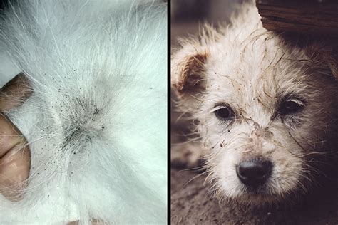 Dealing With Flea Dirt On Dogs Identification And Removal Guide