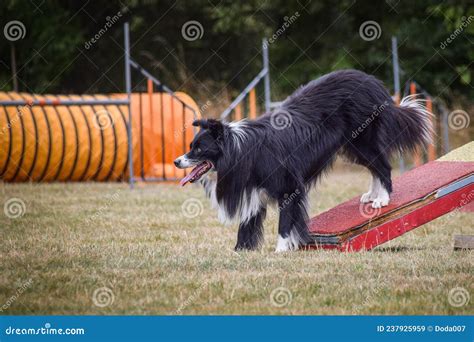 Amazing Border Collie Crazy Dog Is On See Saw Stock Image Image Of