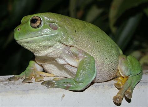 Australian Green Tree Frog Wikipedia