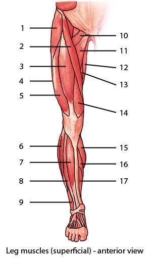 Each of the muscles diagrams illustrates a slightly different set of. Muscular System : Muscles of the lower limb, quiz 1 ...