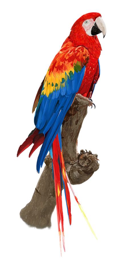Colorful Parrots Part One On Behance