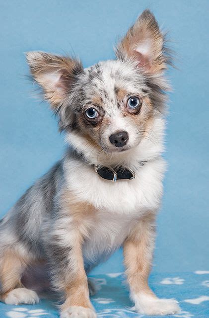 This explanation is the same reason 2 brown eyed parents can have a blue eyed child. 32 best Chihuahua Terrier Mixes images on Pinterest ...