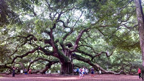 Angel Tree Charleston Sc Charleston Travel Places To Go Places