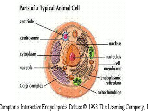 Maybe you would like to learn more about one of these? >3d animal cell diagram with labels | wallpapersskin