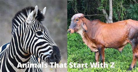 Animals That Start With Z Learn About Nature