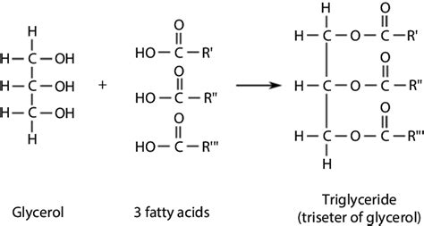 3 Typical Glycerol Fatty Acid And Triglyceride Structures Download