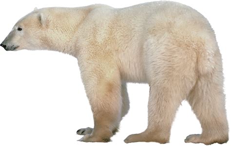 Polar White Bear Png Transparent Image Download Size 695x439px