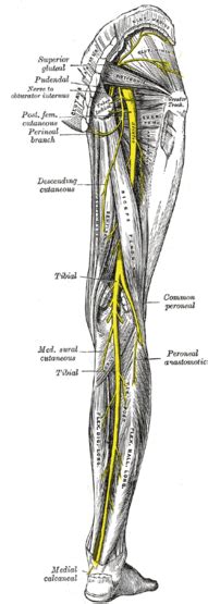 Common Fibular Nerve Wikipedia