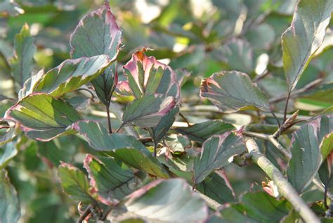 Fagus Sylvatica Purpurea Tricolor Fagus Sylvatica Purpurea