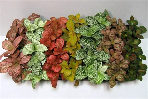 It grows low along the floor of tropical jungles in its native habitat of south america, making it a great option for. Fittonia (Terrarium / vivarium /Paludarium / Indoor Plant ...