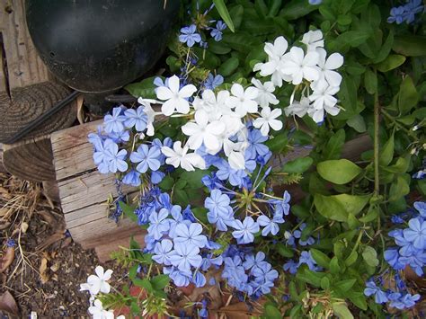 The length of the flowering period is about a month. PLANTanswers: Plant Answers > PLUMBAGO * A LOVELY BLUE ...