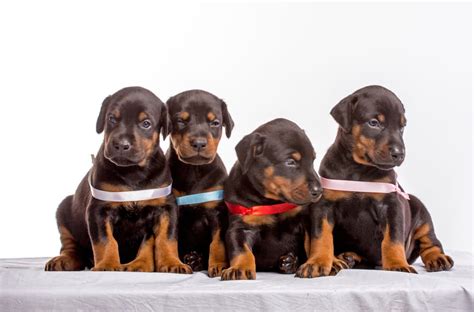 Help us spread the word! How to Choose the Best Doberman Puppy from a Litter ...