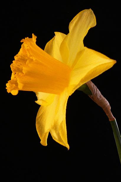 For me, the options of google image. Daffodil Flower Free Stock Photo - Public Domain Pictures